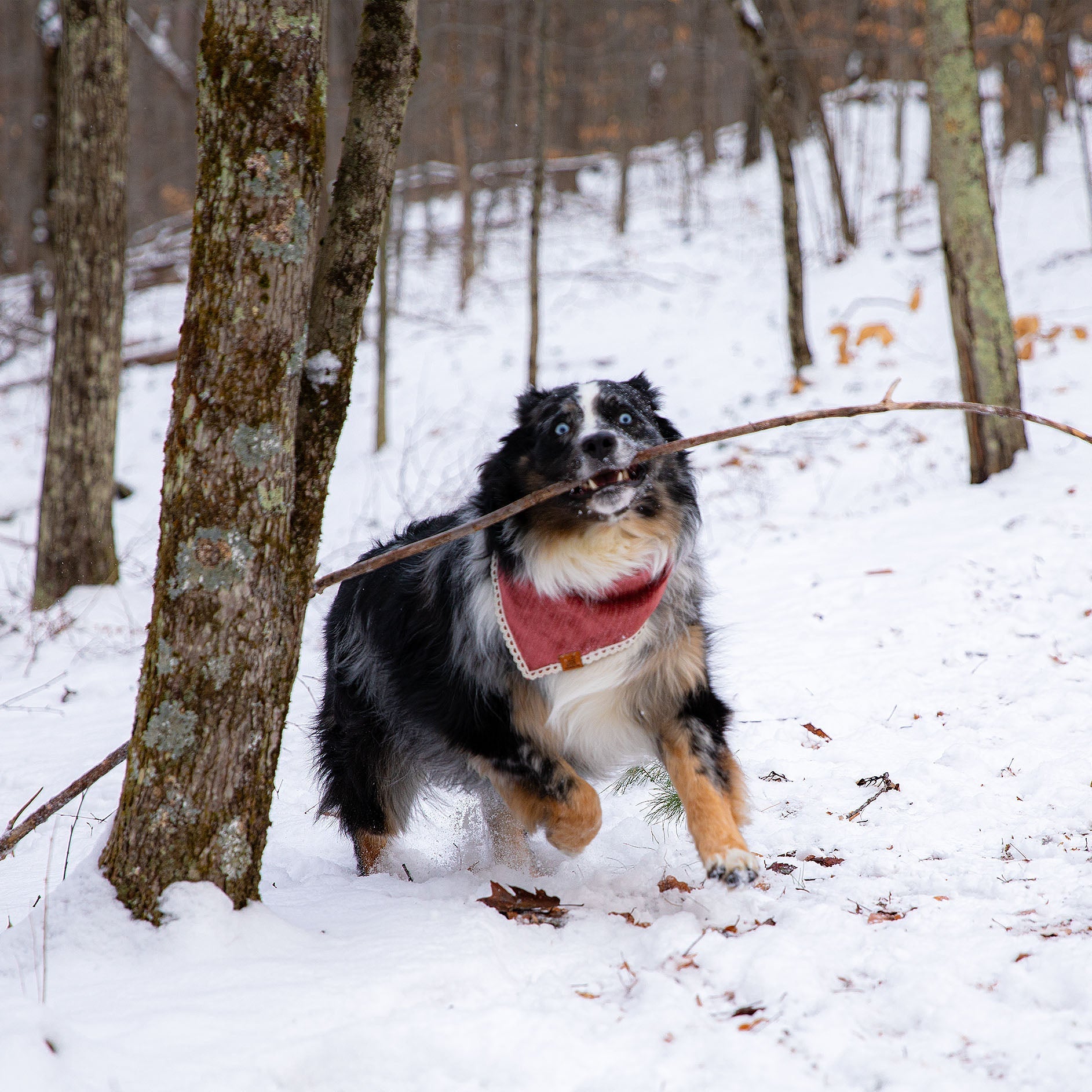 The Perfect Dog-Friendly Escape from NYC: Vermont Green Mountain National Forest