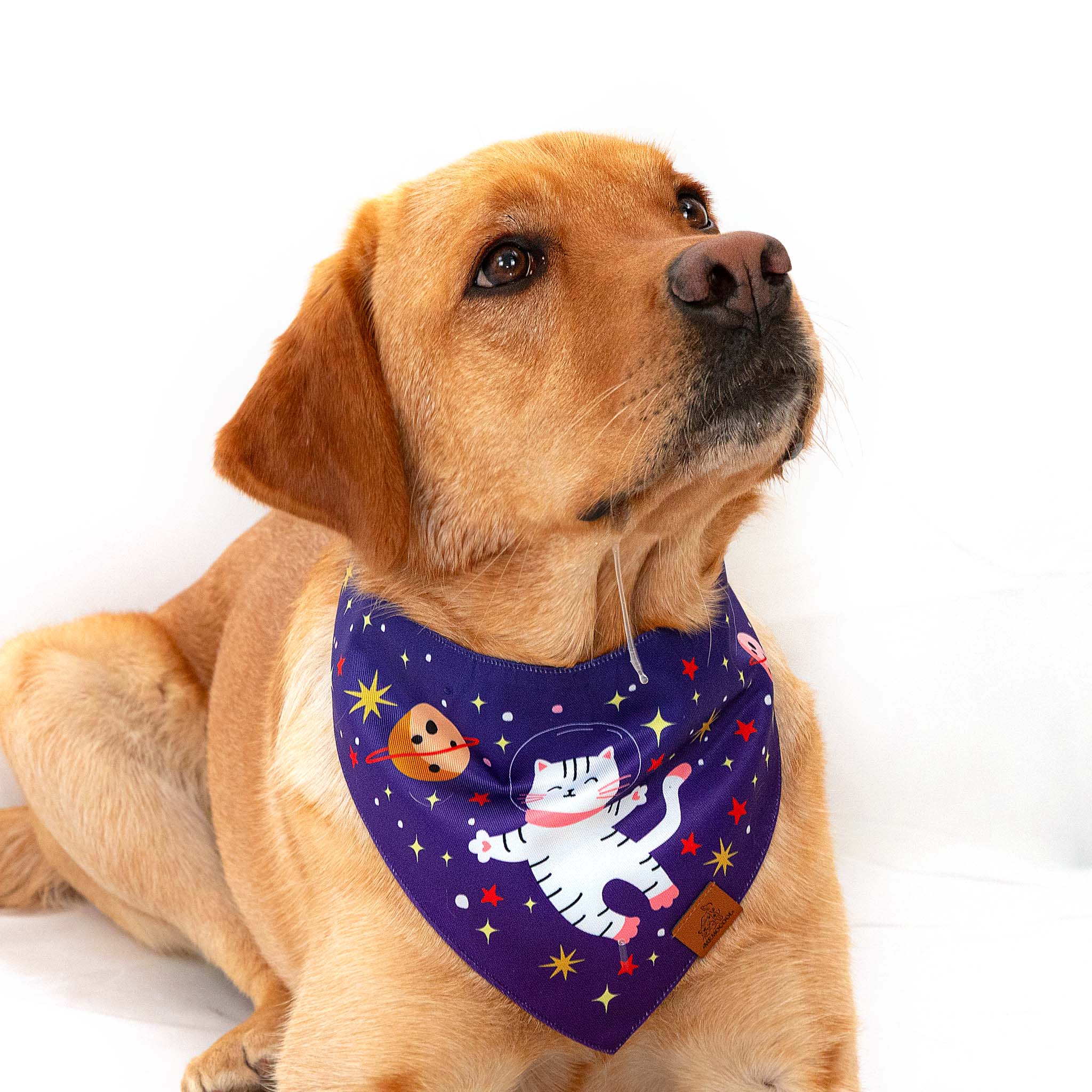 Kitten Astronaut Clip-On Pet Bandana