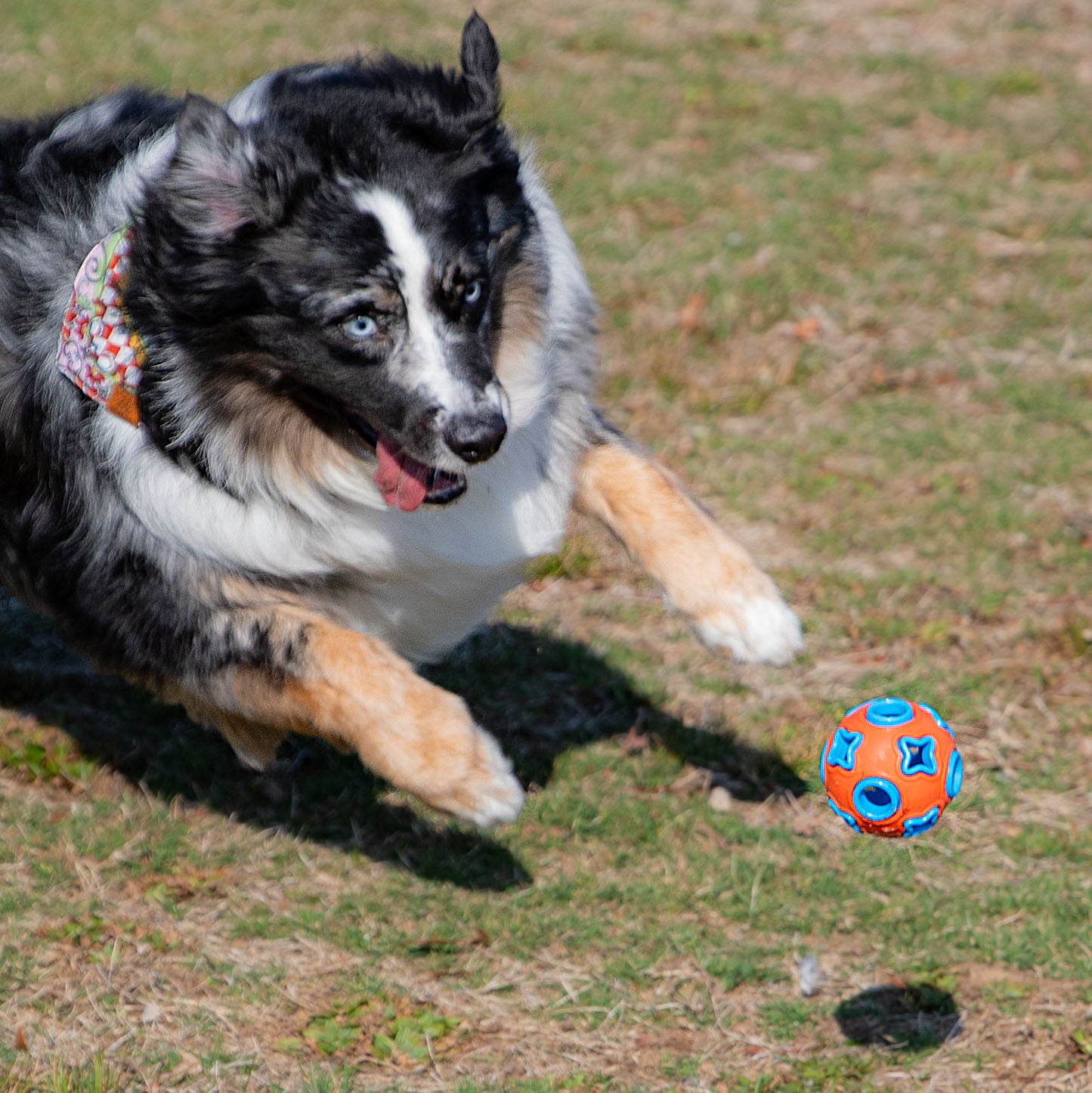 MemoCool Pet - Star and Moon Dog Toy Ball - Interactive Dog Toys - Outdoor Dog Toys - Fetch Toys - Aussie Model - Flappy Ears - Rubber Ball - Metal Bell - Orange and Blue Color - For All Breeds