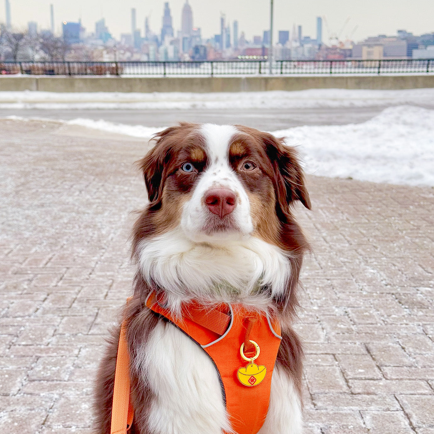 MemoCool Pet - Golden Ignot Pet Tag - Dog Tag - Pet ID Tag - Customized - Acrylic Key Chain - Handmade - Year of Snake - Lunar New Year - 2025 Chinese New Year - Pet Accessories - Maxine - UGC Content - Front View - New York City Waterfront