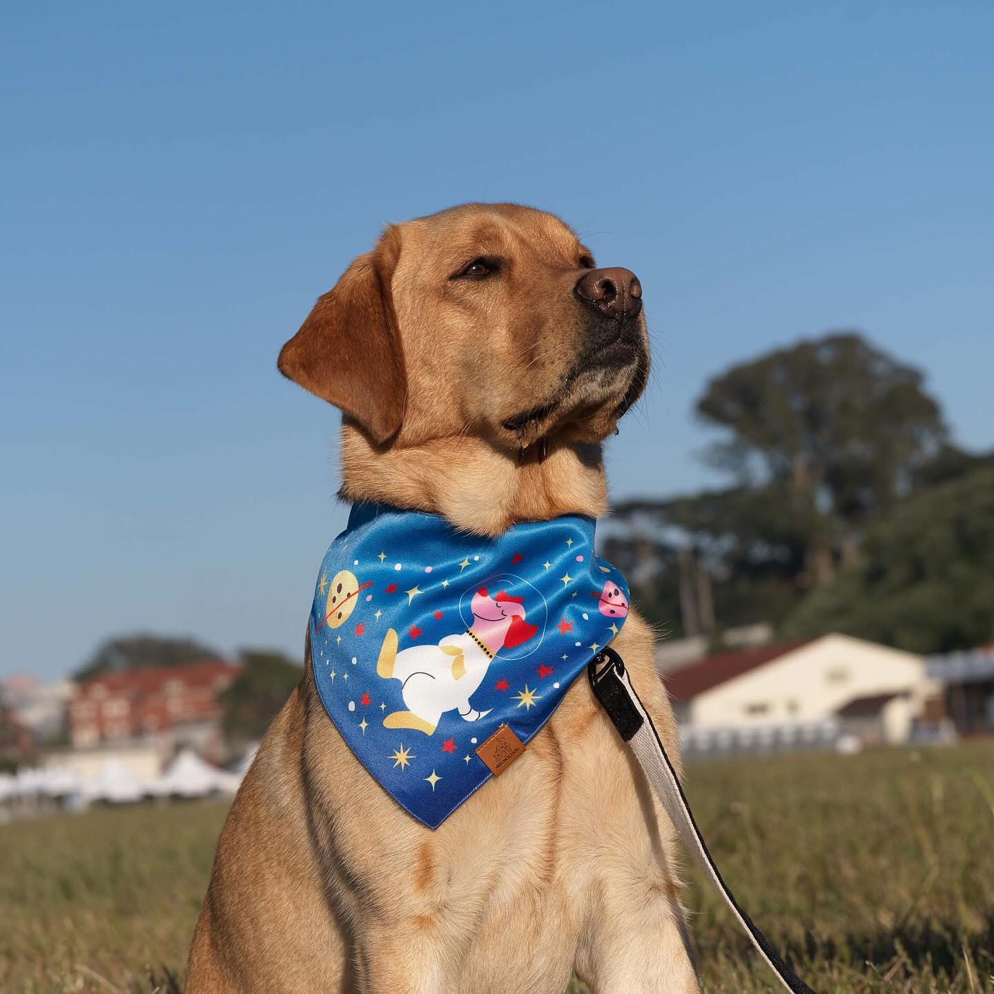 MemoCool Pet - Astronaut Dream - Doggo Blue - Pet Bandana - Clip-On Dog Bandana - Crissy Field - Labrador - 3