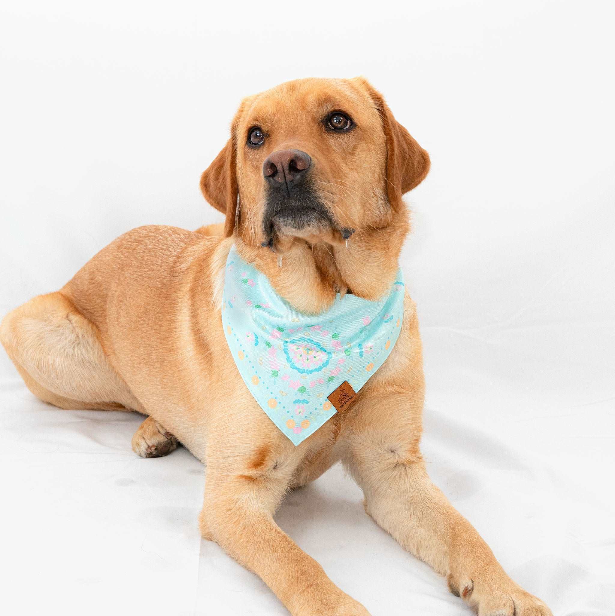 MemoCool Pet - Blooming Lily Blue & Pink Pet Bandana - V-shape for perfect design