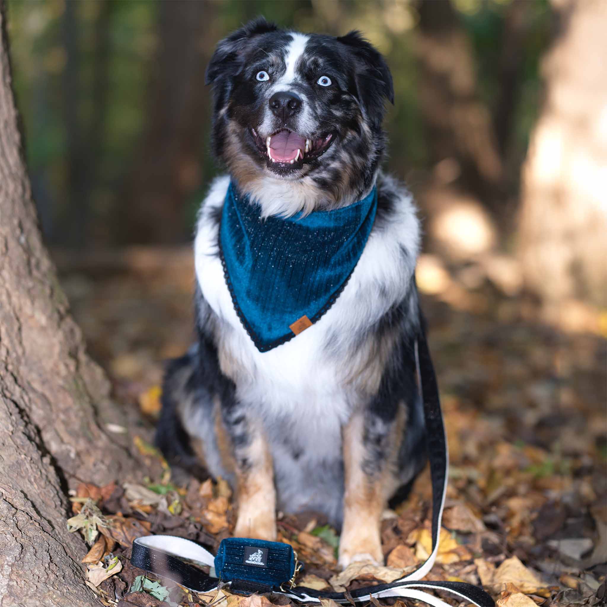 MemoCool Pet - Golden Classics Collection - Velvet Blue - Pet Bandana - Poop Bag Holder