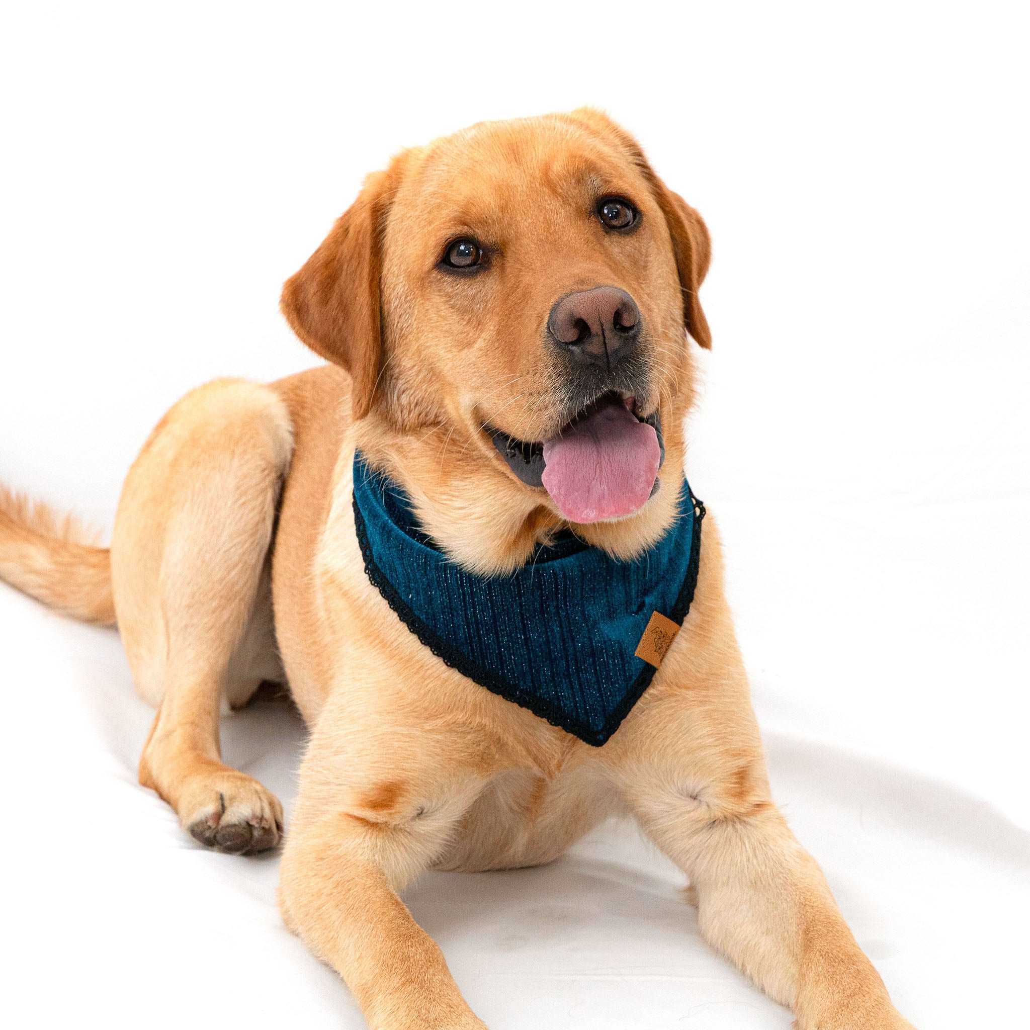 MemoCool Pet - Golden Classics Collection - Velvet Blue Pet Bandana - glowing, shinny velvety fabrics