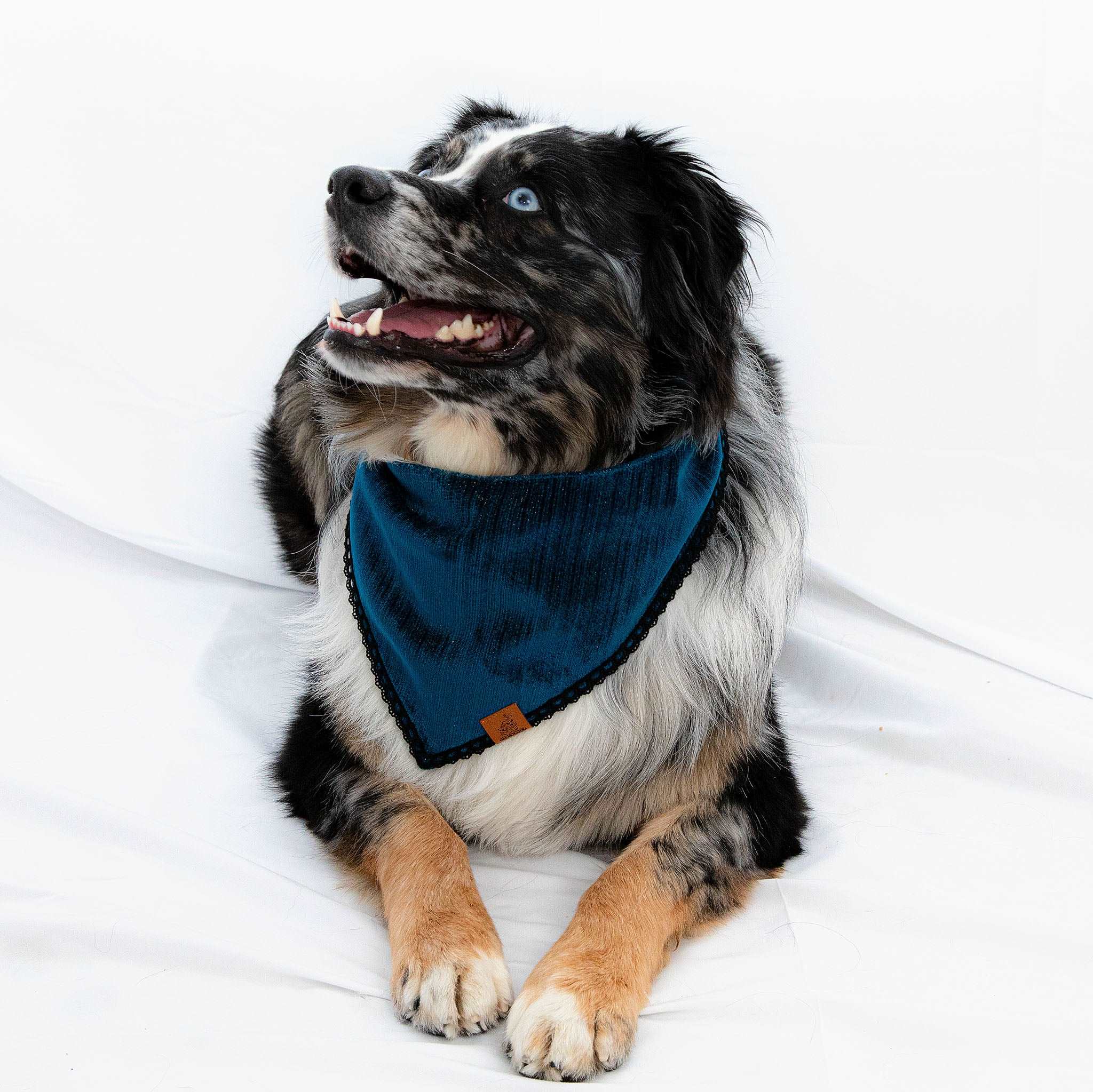 MemoCool Pet - Golden Classics Collection - Velvet Blue Pet Bandana - shinny, glowing velvety fabrics
