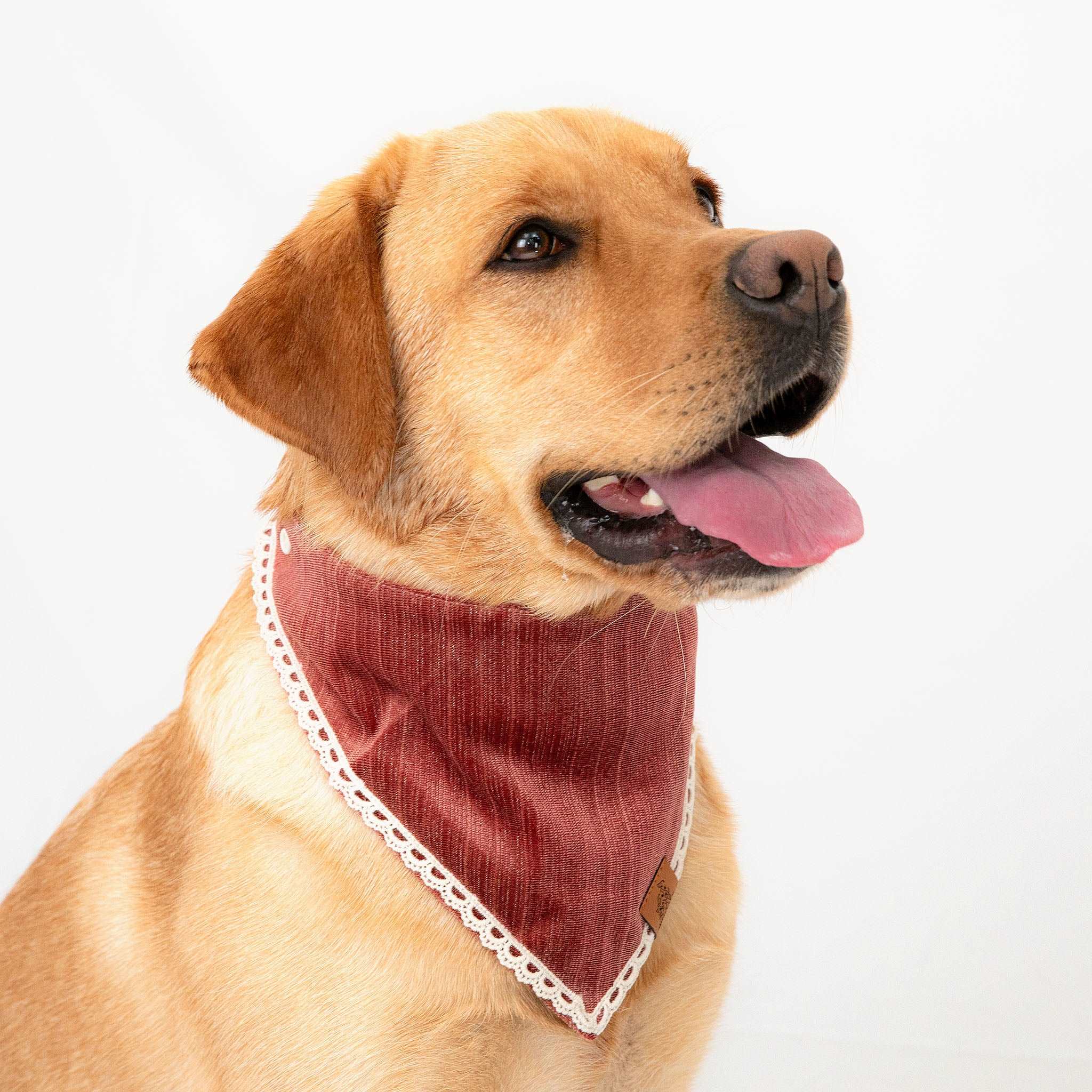 MemoCool Pet - Golden Classics Collection - Velvet Red Pet Bandana - glowing, shinny velvety fabrics