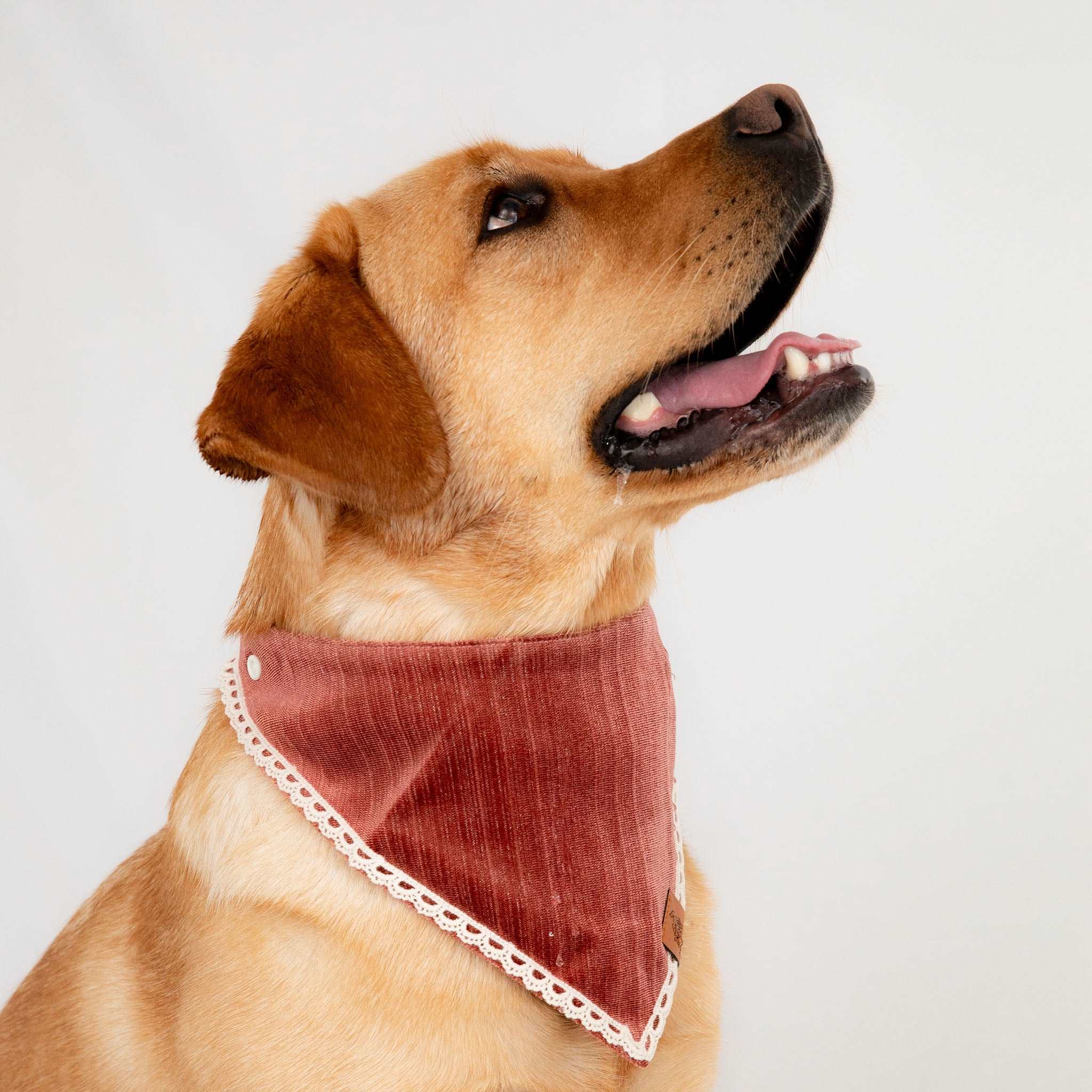 MemoCool Pet - Golden Classics Collection - Velvet Red Pet Bandana wear on
