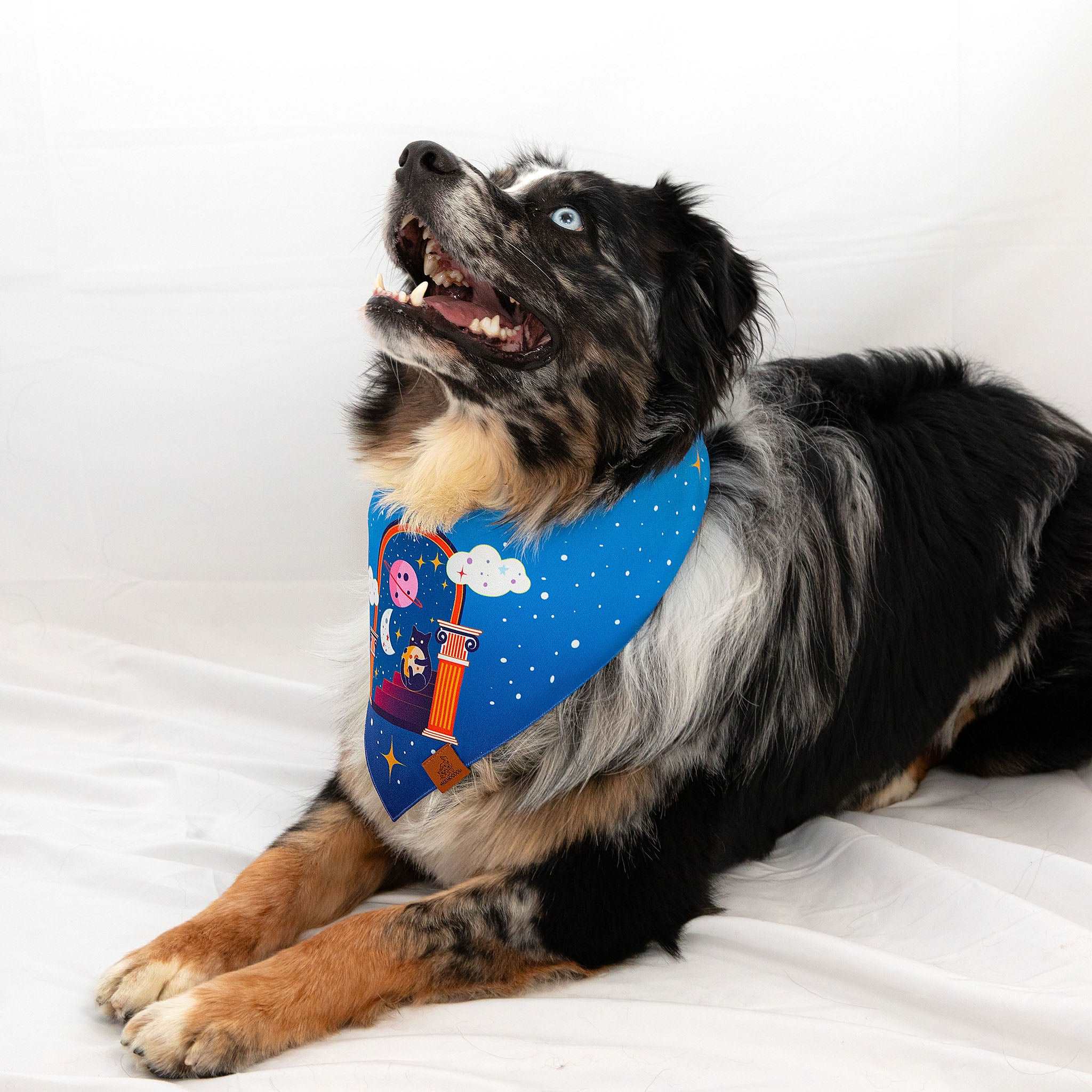 MemoCool Pet - Midnight Magician Kitten Pet Bandana - V-shape for perfect fit