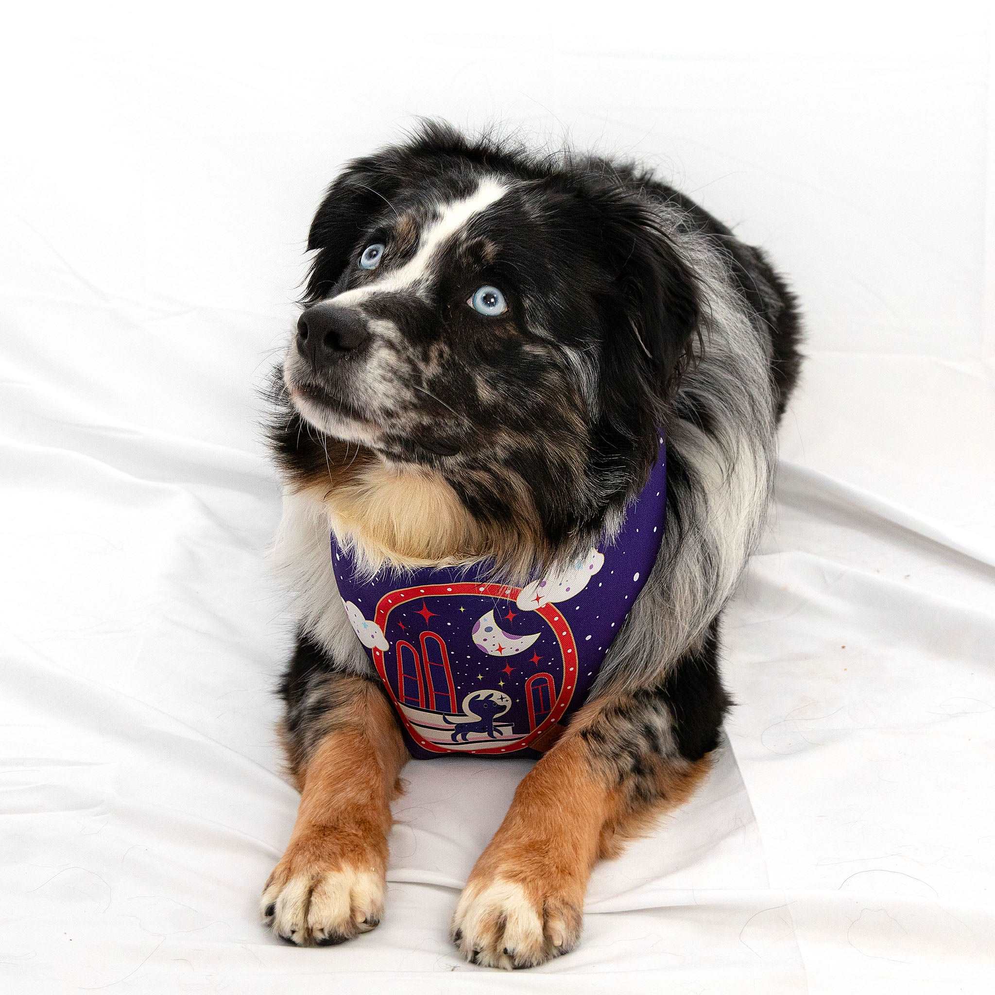 MemoCool Pet - Midnight Magician Kitten Pet Bandana - Worn on
