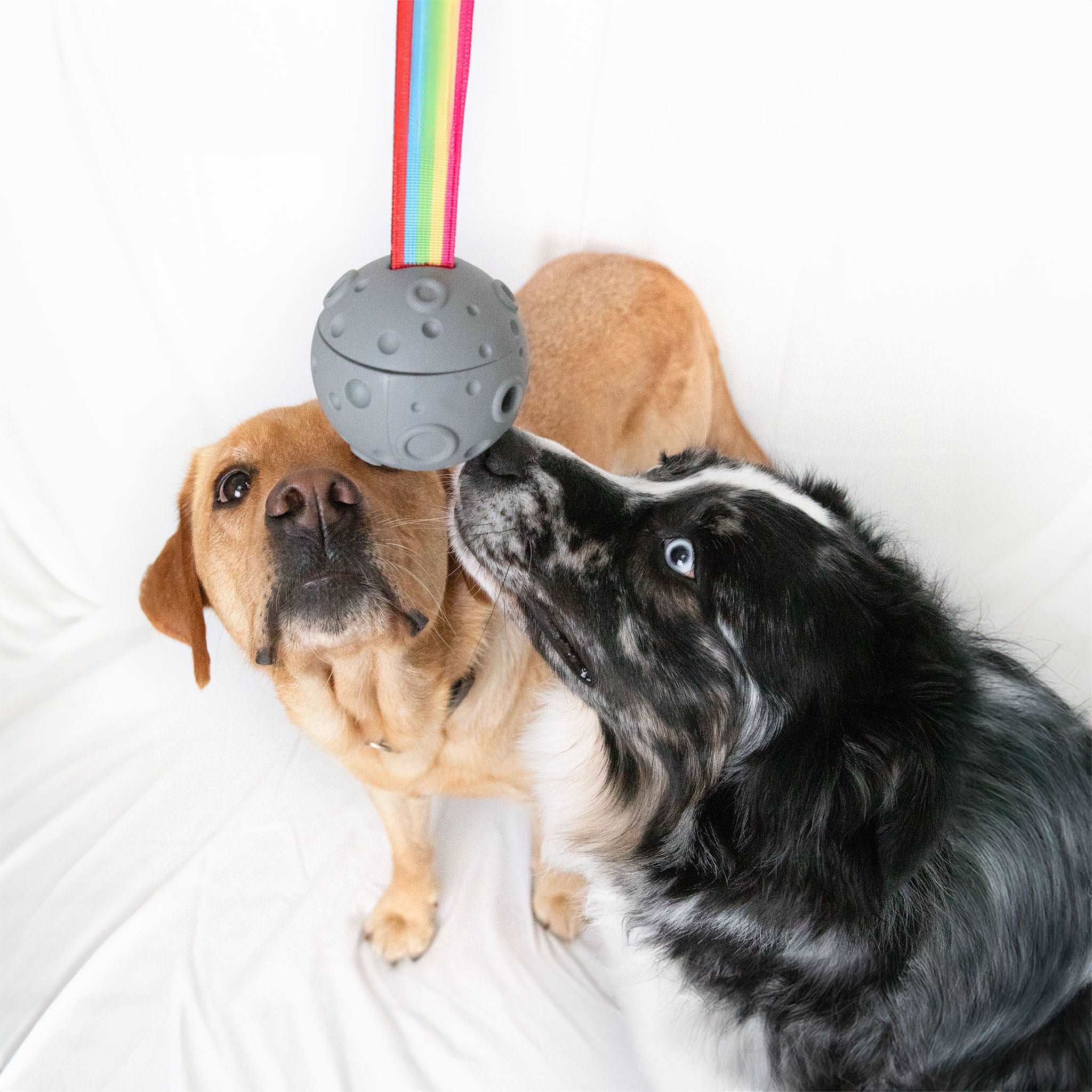 MemoCool Pet - Planet Dog Enrichment Toy - Freezer Cube For Food - Play together