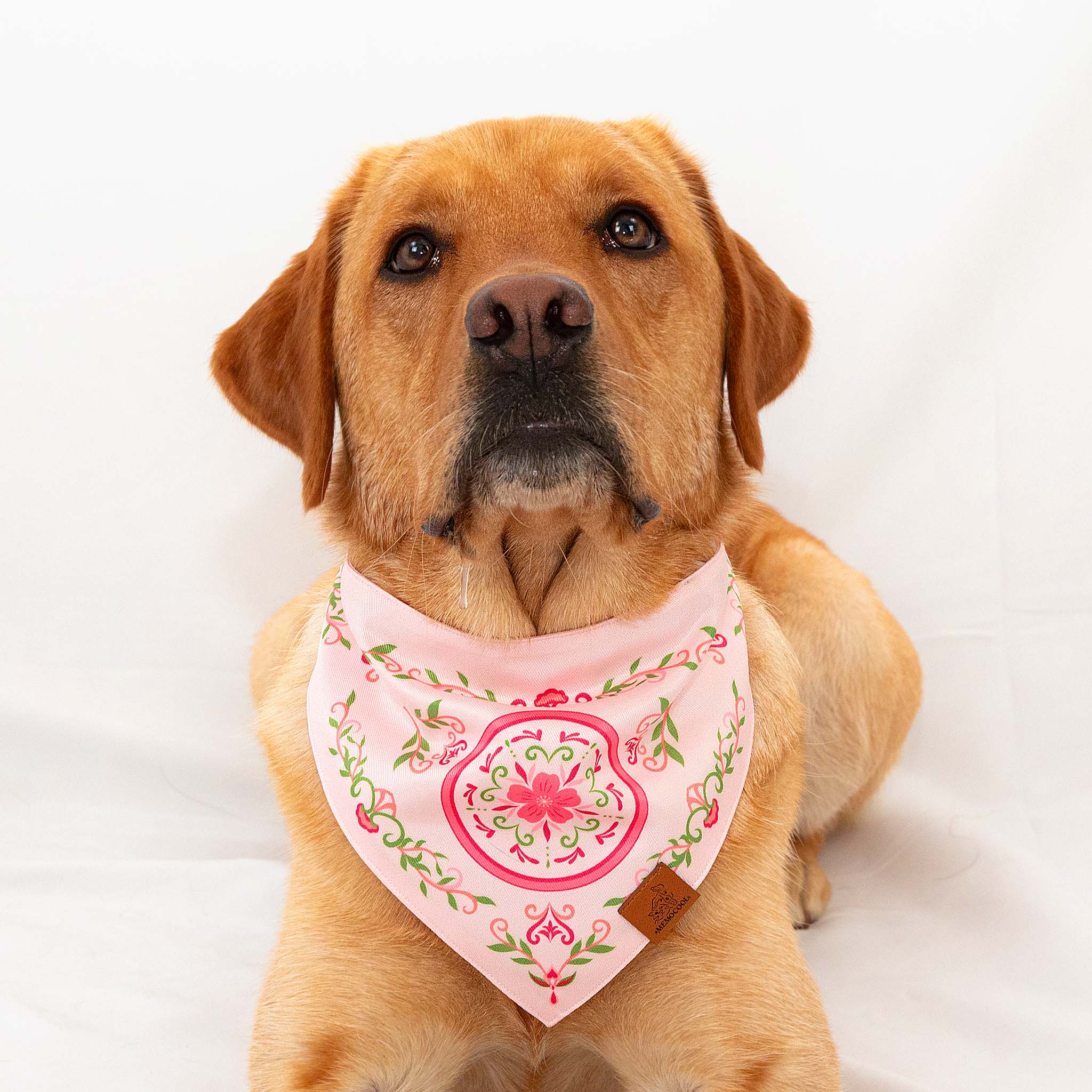 MemoCool Pet - Sweet Pink Sakura Pet Bandana - V-shape for perfect fit - Labrador - Studio Image