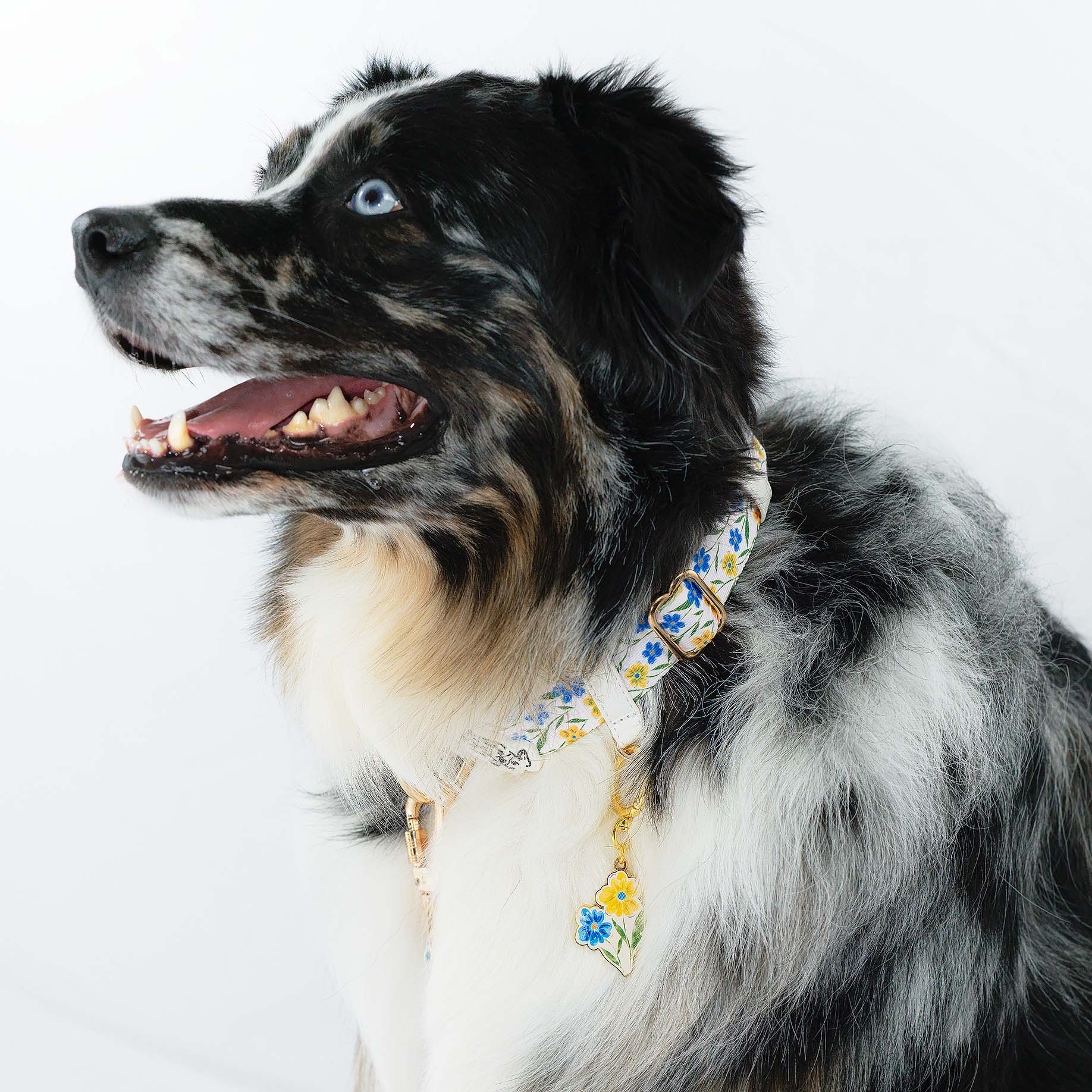 MemoCool Pet - Watercolor Palette - Wild Flower Blue Yellow - Dog Collar Studio Photo