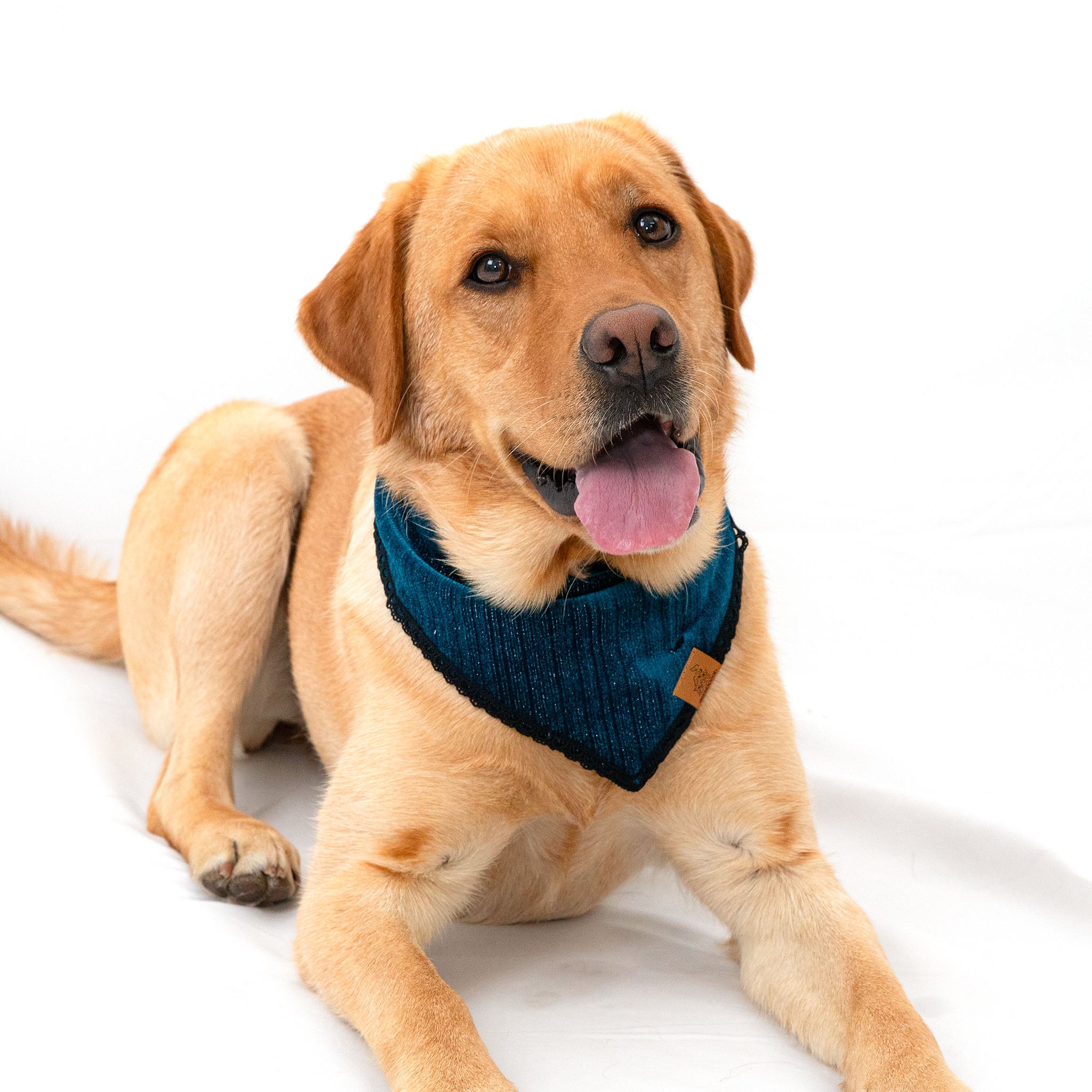 Velvet Blue Pet Bandana