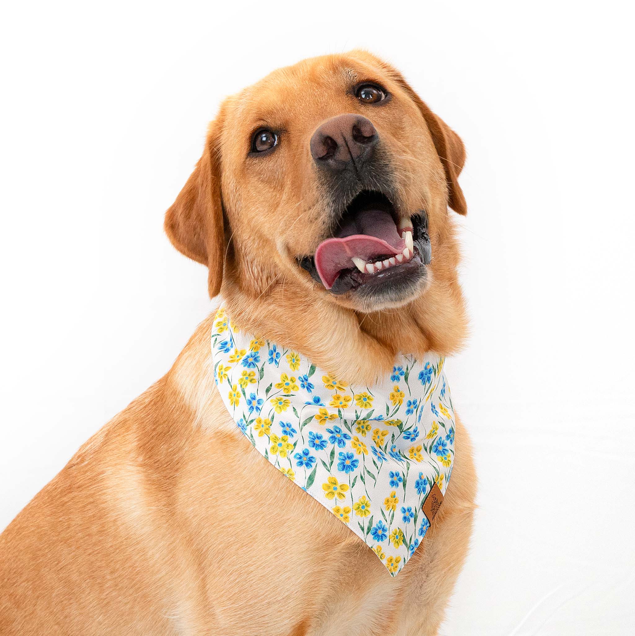 Blue Yellow Wild Flower Pet Bandana