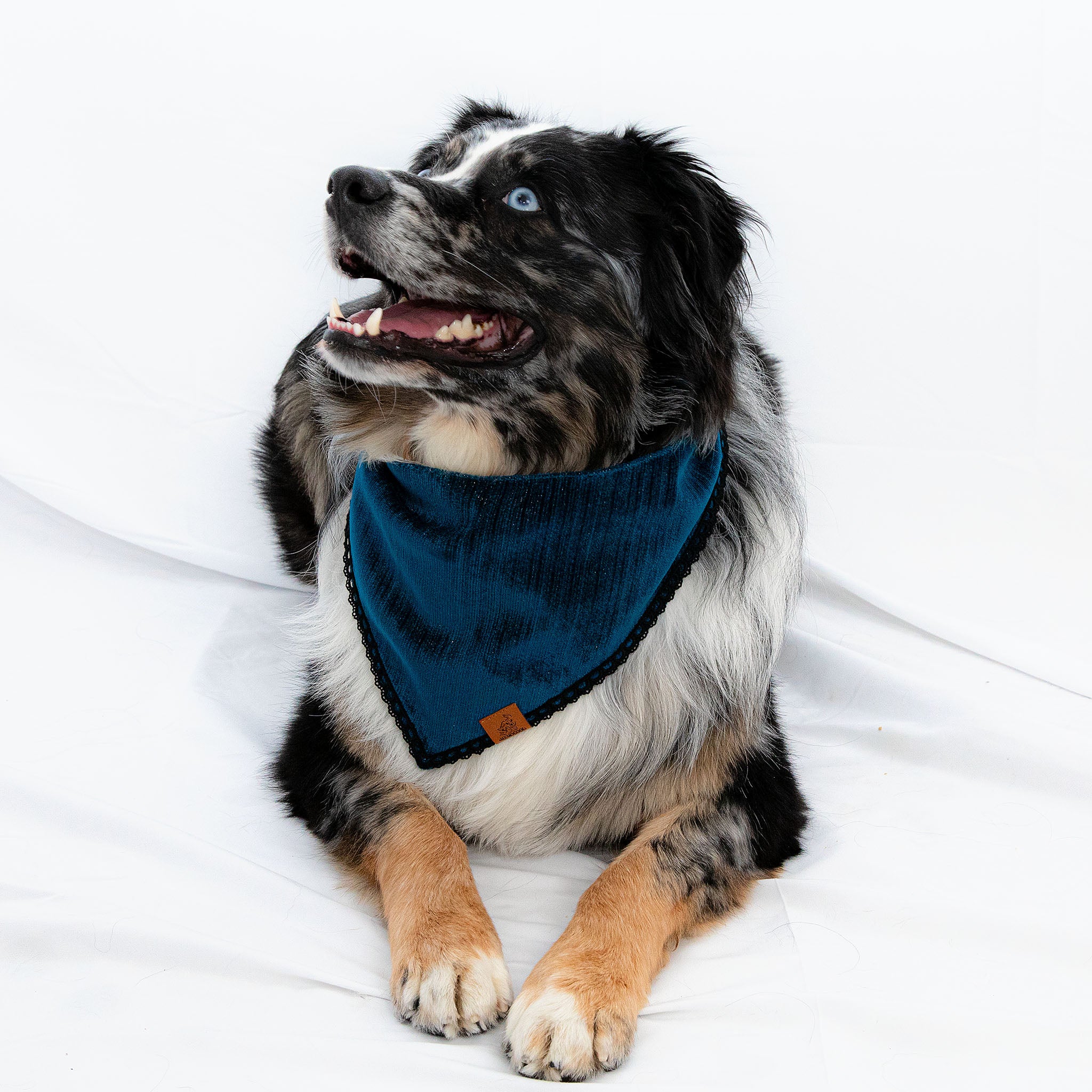 Velvet Blue Pet Bandana