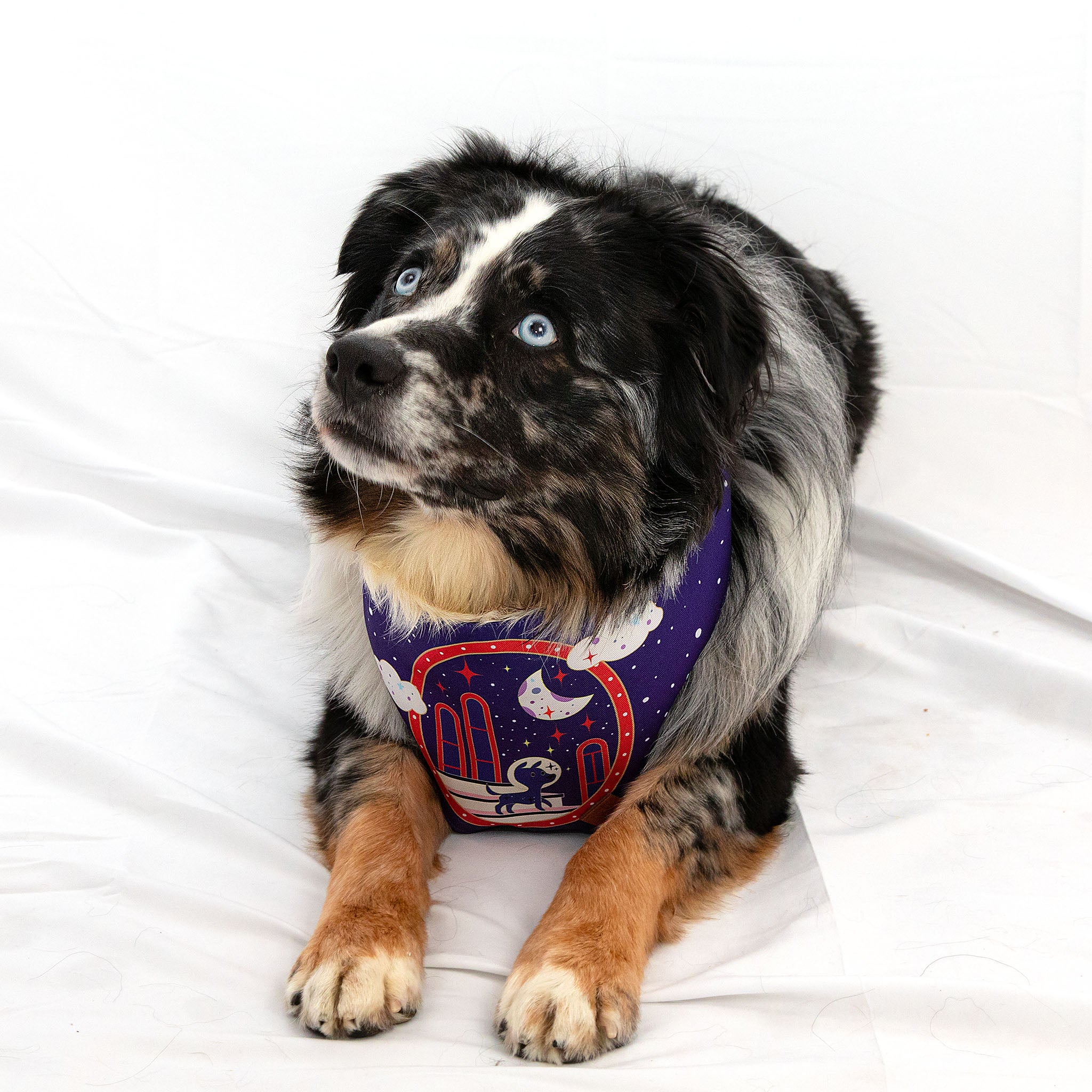 Midnight Magician Doggo Pet Bandana