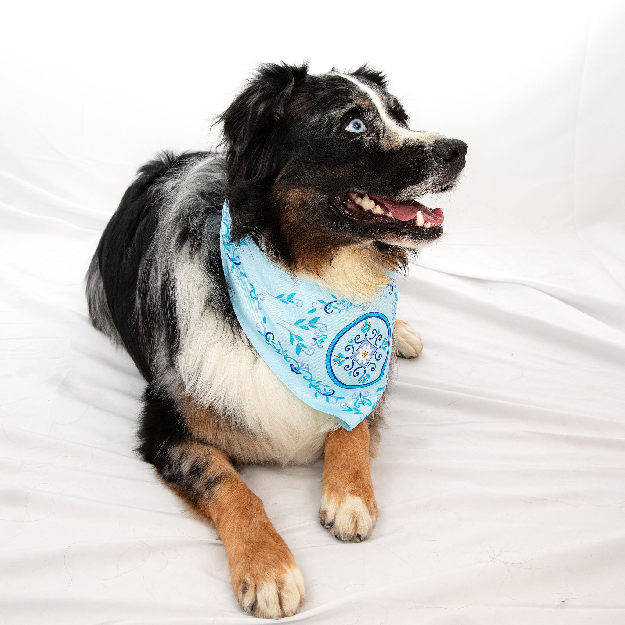 Nostalgic Blue Daisy Pet Bandana