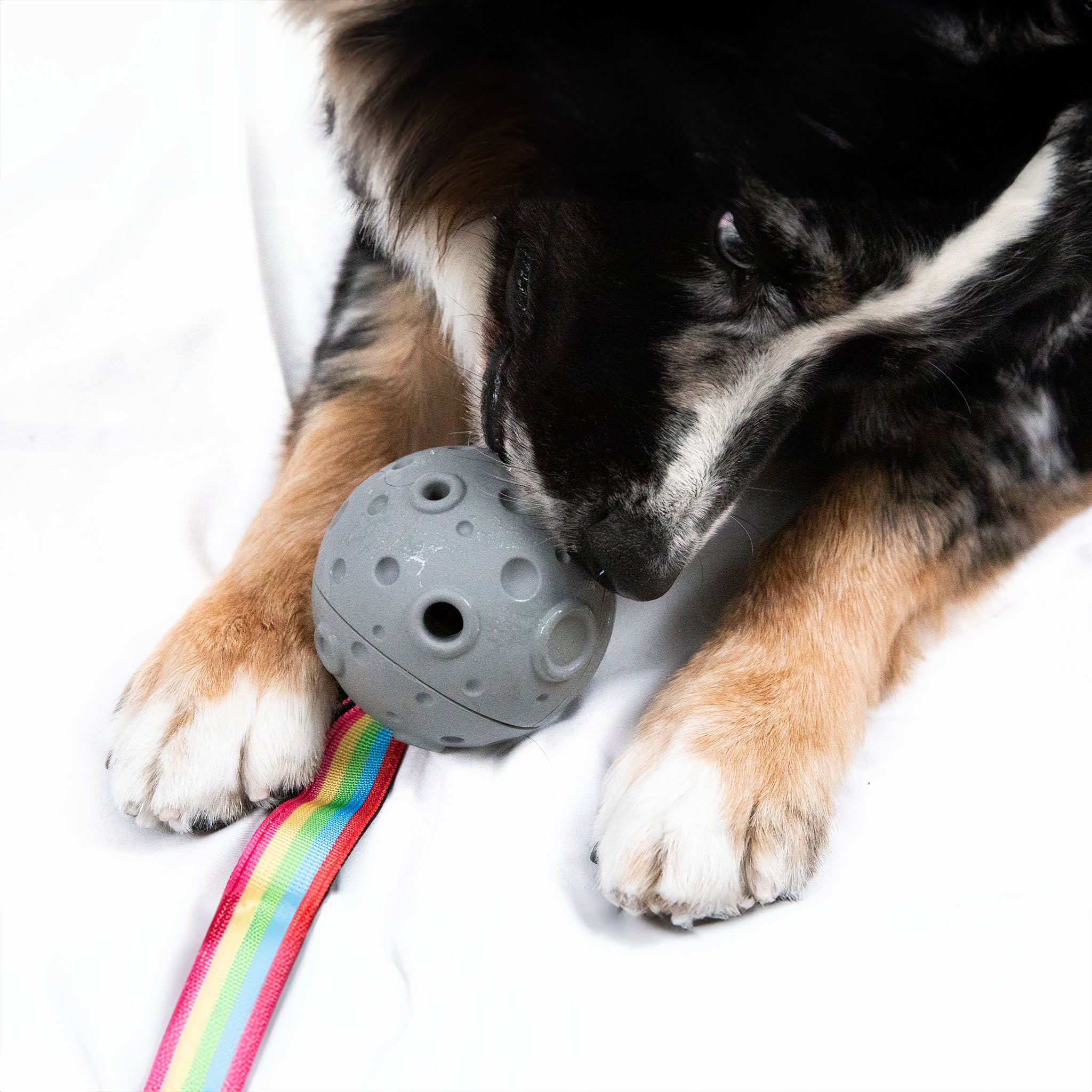 Planet Dog Enrichment Toy