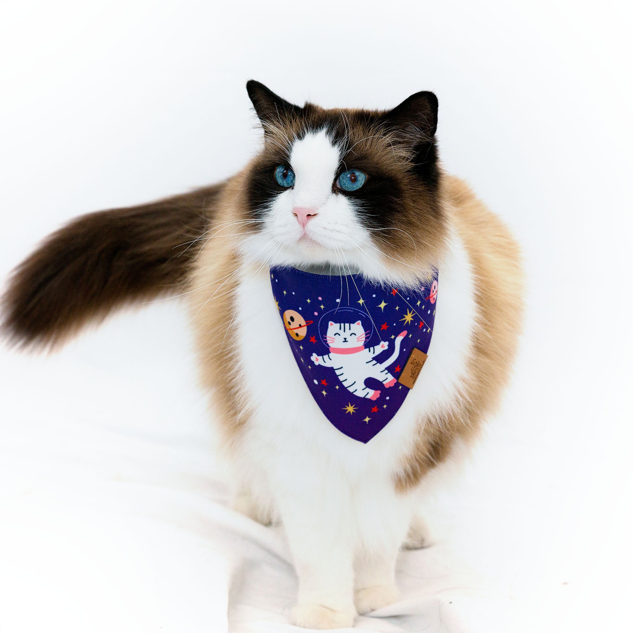 Kitten Astronaut Pet Bandana