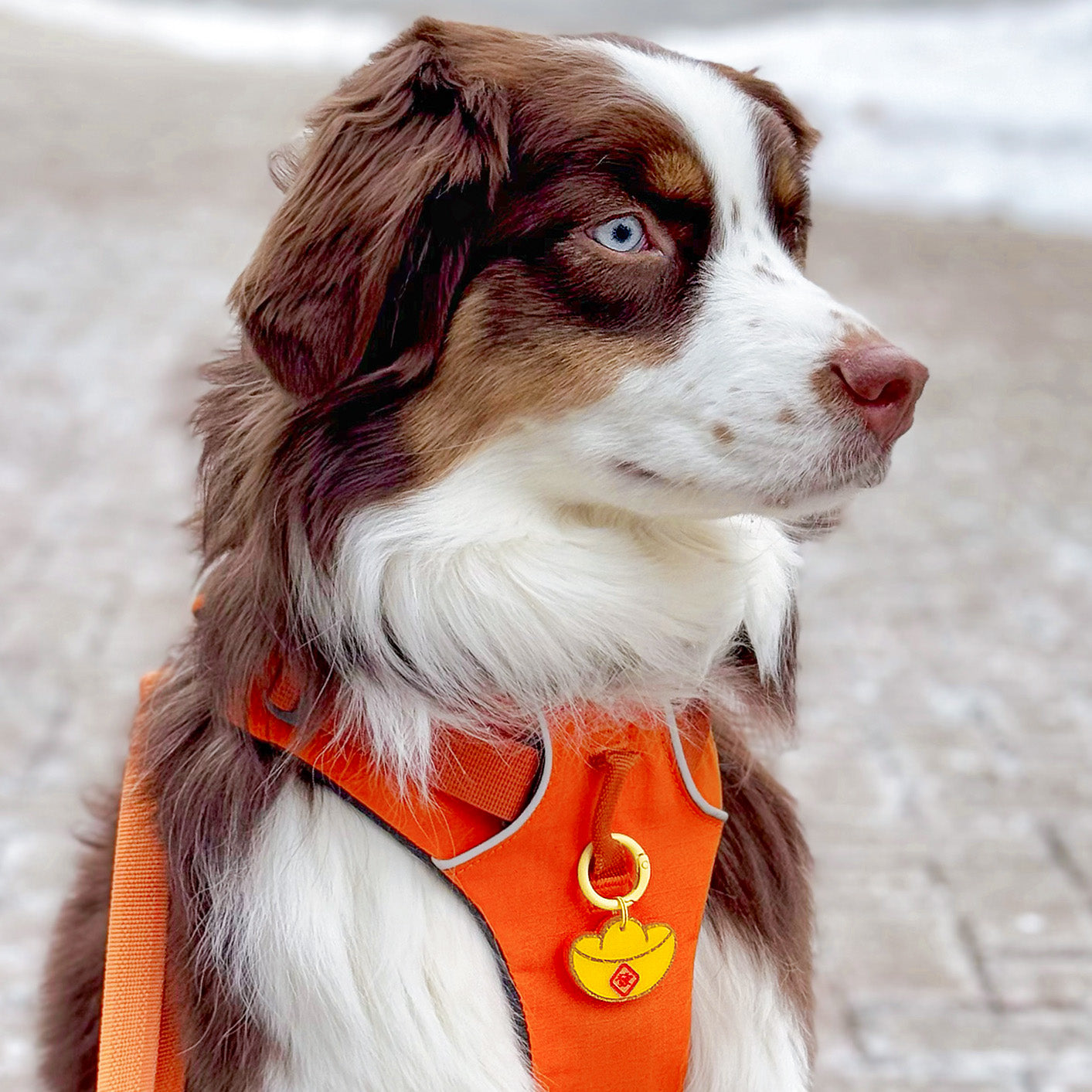 MemoCool Pet - Golden Ignot Pet Tag - Dog Tag - Pet ID Tag - Customized - Acrylic Key Chain - Handmade - Maxine - UGC Content - Lunar New Year - 2025 Chinese New Year - Year of Snake