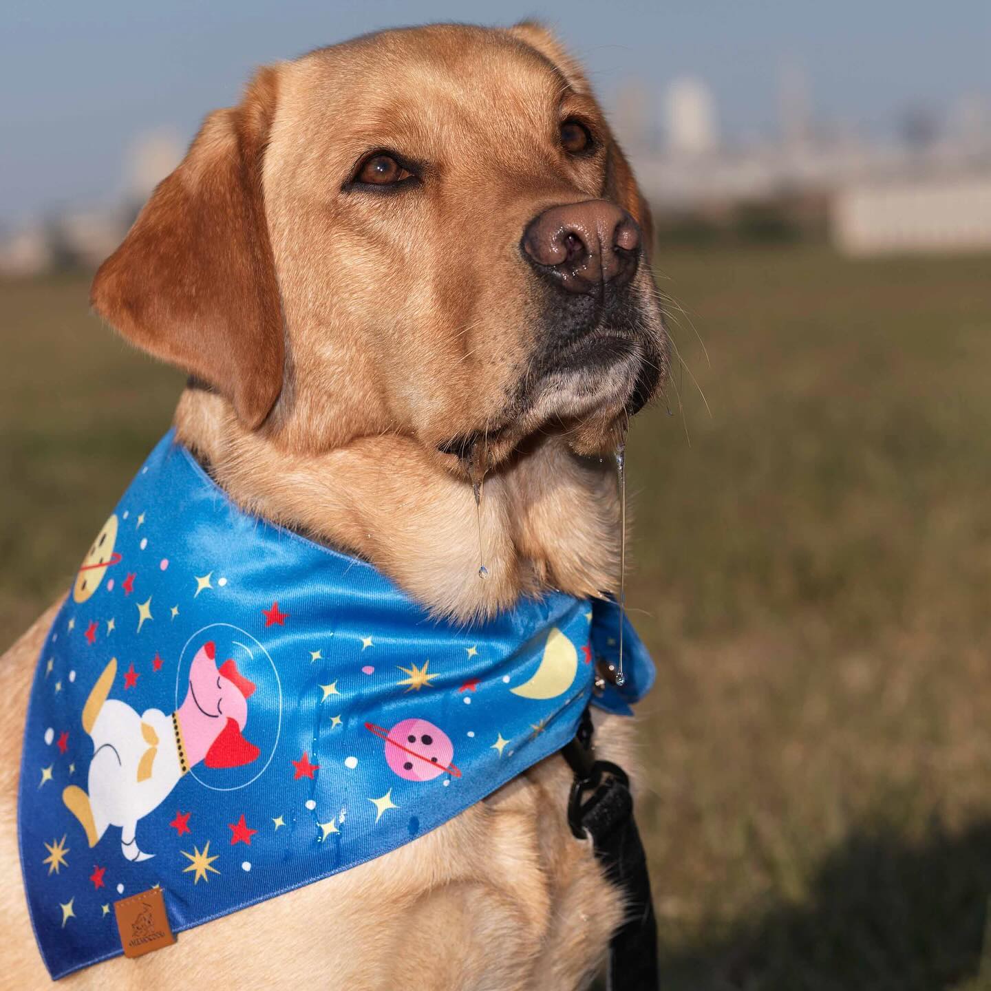 MemoCool Pet - Astronaut Dream - Doggo Blue - Pet Bandana - Clip-On Dog Bandana - Crissy Field - Labrador - 1