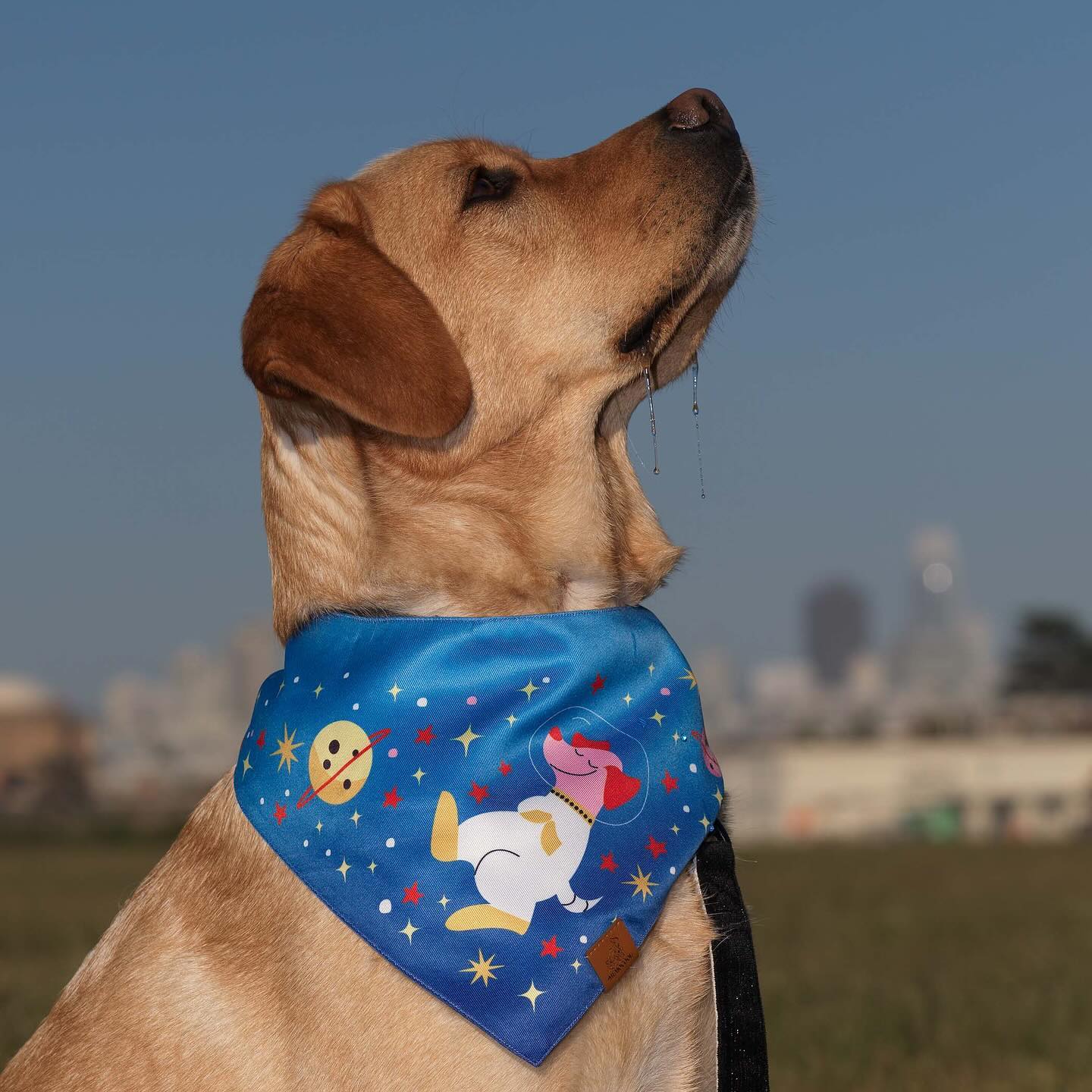 MemoCool Pet - Astronaut Dream - Doggo Blue - Pet Bandana - Clip-On Dog Bandana - Crissy Field - Labrador - 2