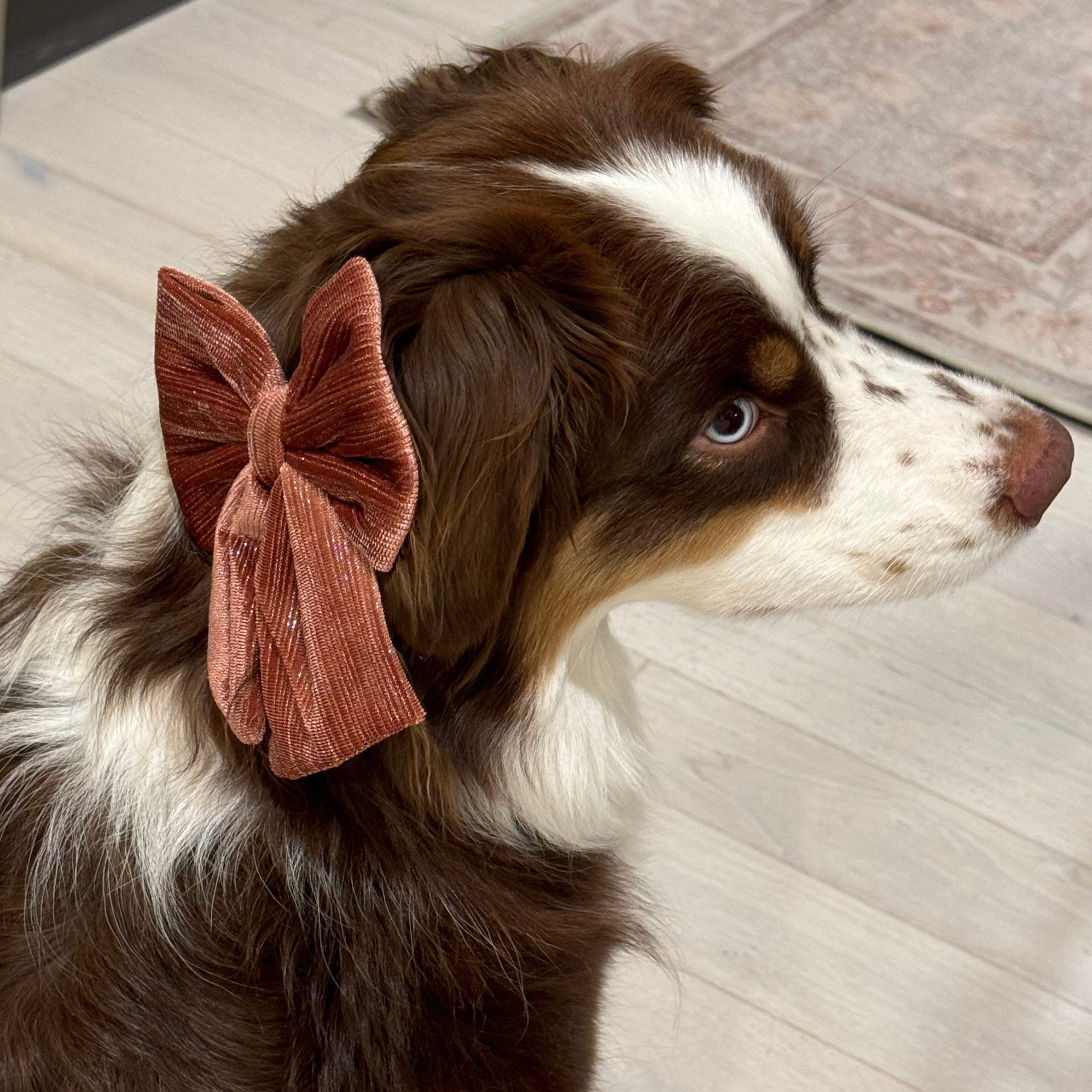 MemoCool Pet - Golden Classics Collection - Velvet Red - Bow Tie - Glowing Texture - Australian Shepherd Red Tri - Influencer - UGC - PennyandBasil