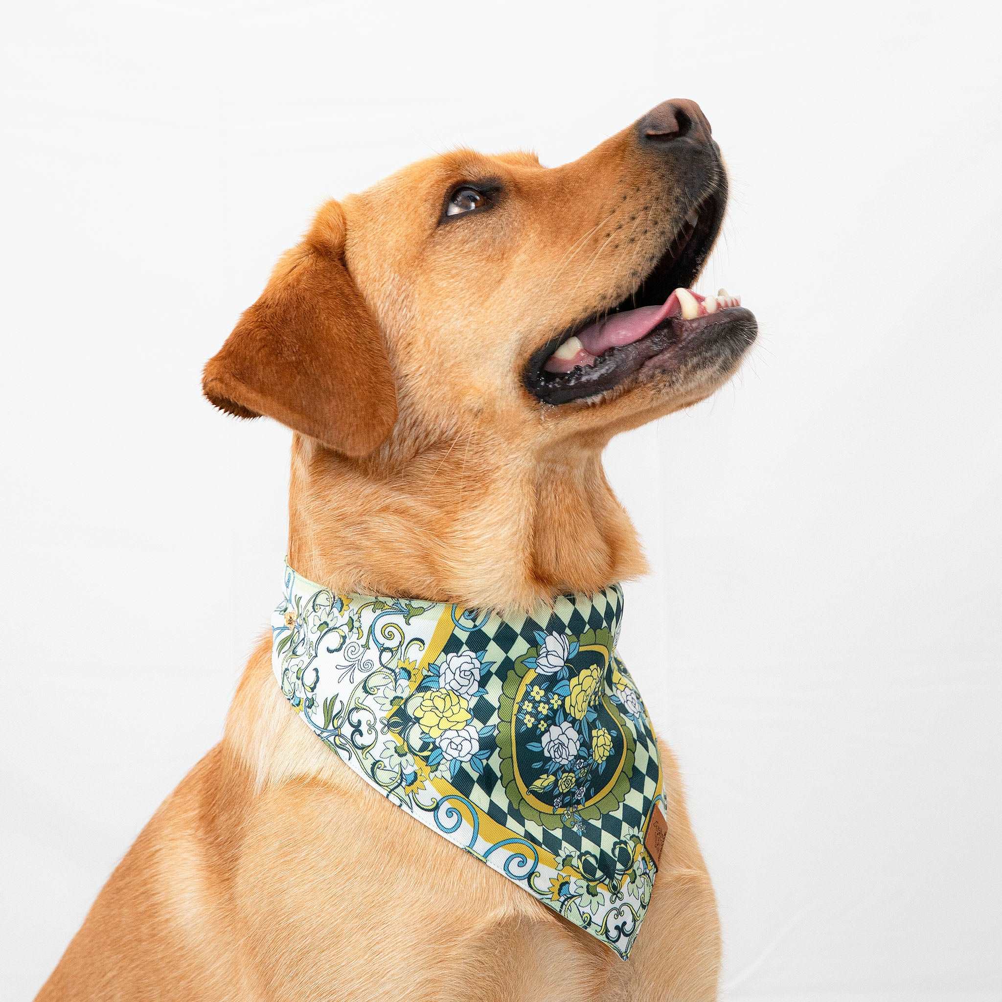 MemoCool Pet - The Gardenia Collection - Green Pet Bandana - Elegant design - V-shape for perfect fit